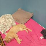 Foto del gato perdido en Saint Nicolas En Foret Hayange