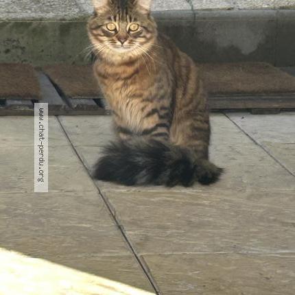 Foto 1/1 Gato encontrado Encontrado en Deuil la barre