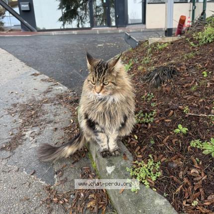 Foto 1/1 Nina Chat perdido en Limoges