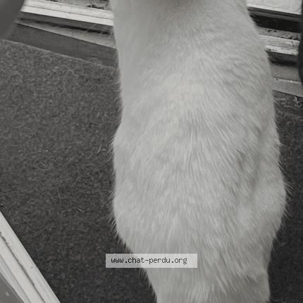 Foto 1/1 Plume Chat perdido en Guilers