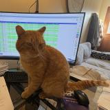 Foto del gato perdido en Goussainville