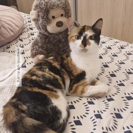 Foto 1/1 Kinshasa Chat perdido en Nice