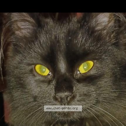 Foto 1/1 Oscar Chat perdido en Vert saint denis