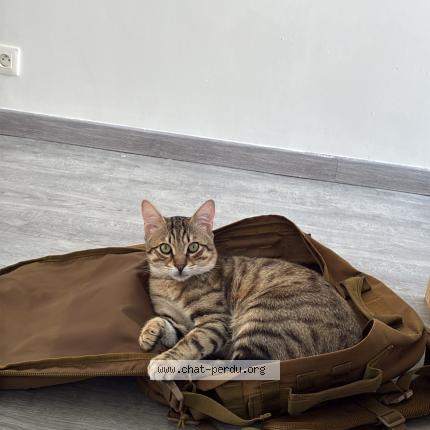 Foto 1/1 Max Chat perdido en Toulouse