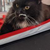 Foto del gato perdido en Tourcoing