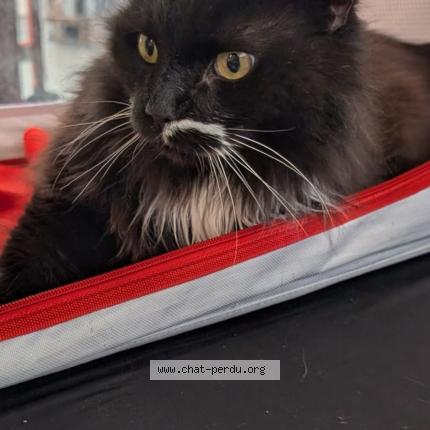 Foto 1/1 Luigi Chat perdido en Tourcoing