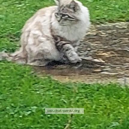 Foto 1/1 Jeny Chat perdido en Villeneuve lot