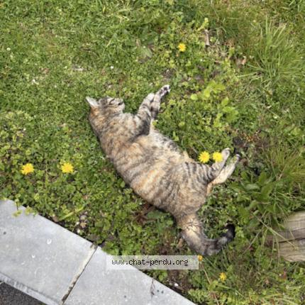 Foto 1/1 Gato encontrado Encontrado en Liege