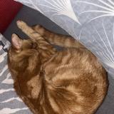 Foto de gato encontrado en Balla Court Sur Essonne