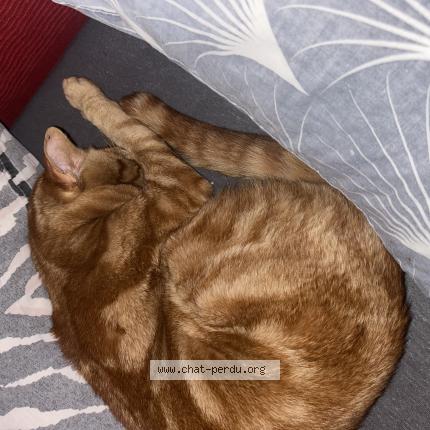 Foto 1/1 Gato encontrado Encontrado en Balla court sur essonne