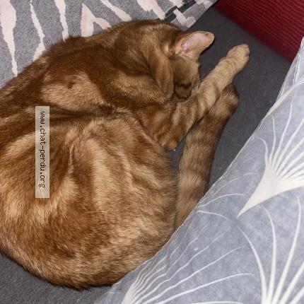 Foto 1/1 Gato encontrado Encontrado en Balla court sur essonne