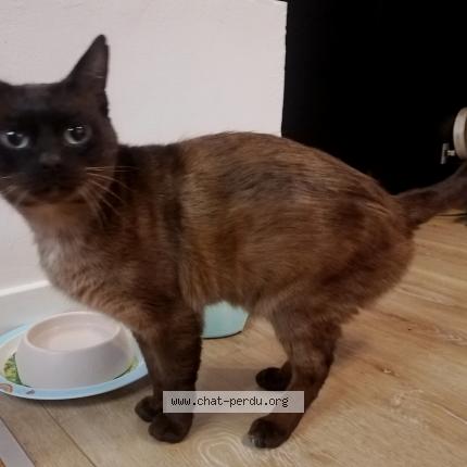 Foto 1/1 Gato encontrado Encontrado en Bagneux