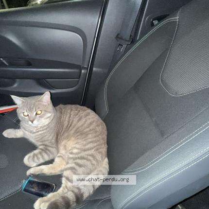 Foto 1/1 Julio Chat perdido en Nice