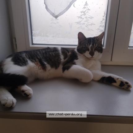 Foto 1/3 Athos Chat perdido en Bessenay