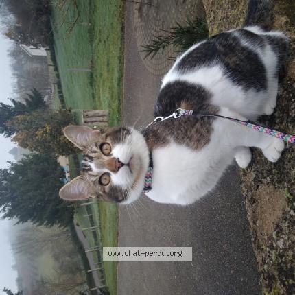 Foto 2/3 Athos Chat perdido en Bessenay