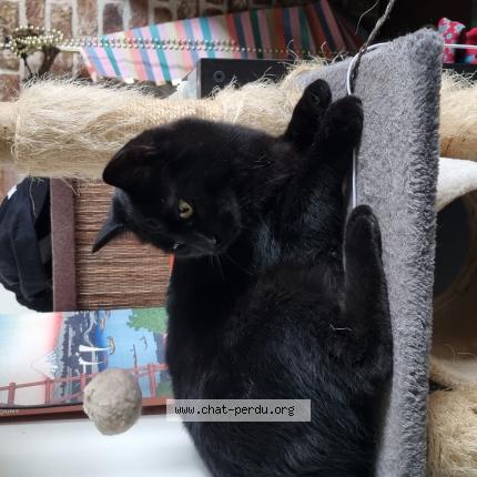 Foto 1/1 Romulus Chat perdido en Uccle