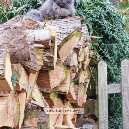 Foto 1/1 Gato encontrado Encontrado en Bousseviller