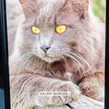 Foto 2/2 Gato encontrado Encontrado en Bousseviller