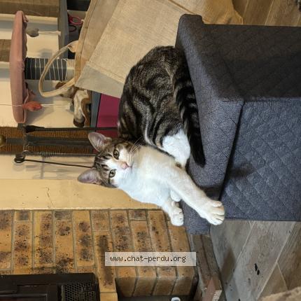 Foto 1/1 Aston Chat perdido en Taillebourg