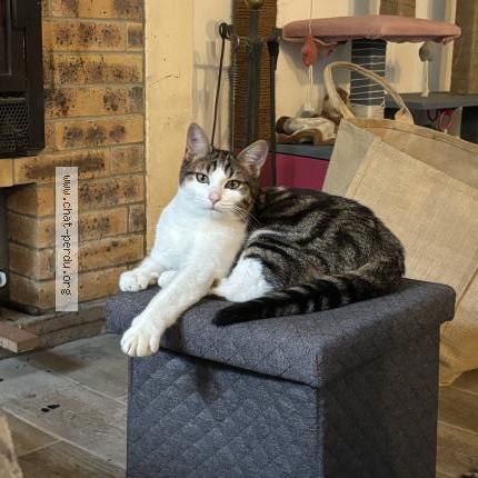 Foto 1/1 Aston Chat perdido en Taillebourg