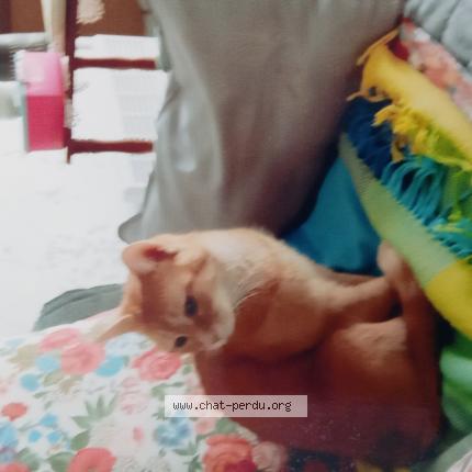 Foto 1/1 Cannelle Chat perdido en Trelissac