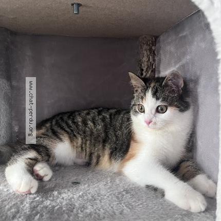 Foto 1/1 Foly Chat perdido en Roinville