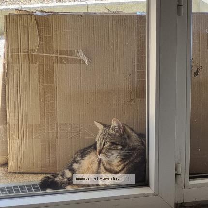 Foto 1/3 Gato encontrado Encontrado en Villeneuve tolosane