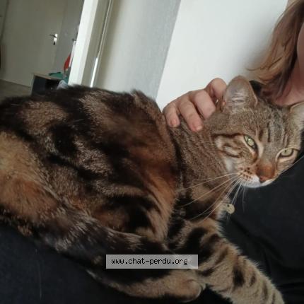 Foto 2/3 Gato encontrado Encontrado en Villeneuve tolosane