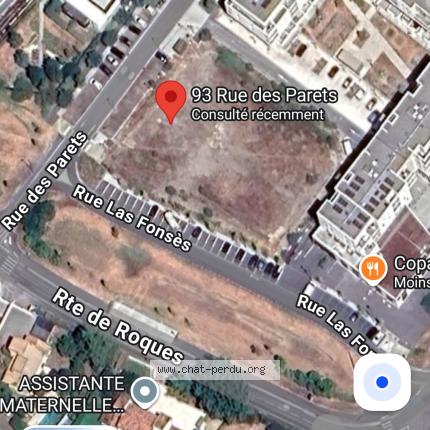 Foto 3/3 Gato encontrado Encontrado en Villeneuve tolosane