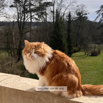 Foto 1/1 Whisky Chat perdido en Vernaison