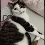 Foto del gato perdido en Franconville