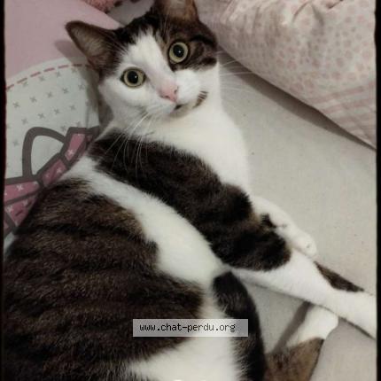 Foto 1/1 Babidi Chat perdido en Franconville