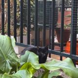 Foto de gato encontrado en Paris