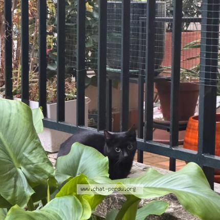 Foto 1/1 Gato encontrado Encontrado en Paris