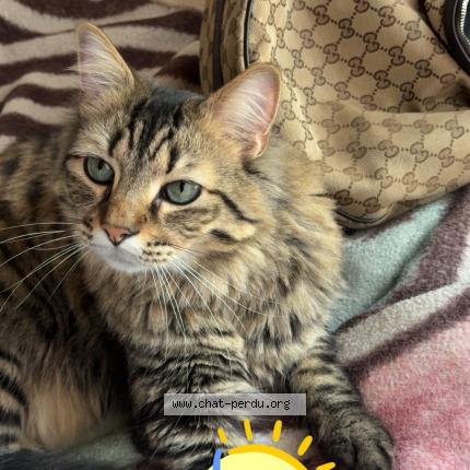 Foto 1/1 Simba Chat perdido en Champigny sur marne