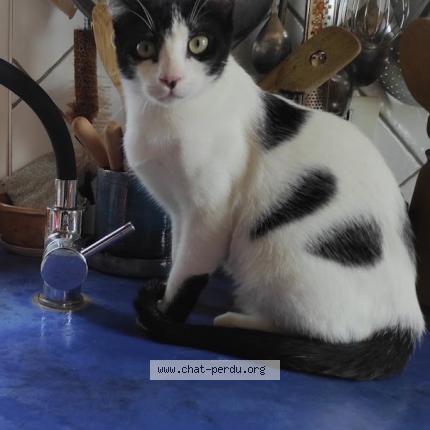 Foto 1/1 Vega Chat perdido en Reillanne