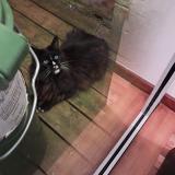 Foto de gato encontrado en Bordeaux