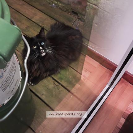 Foto 1/1 Gato encontrado Encontrado en Bordeaux