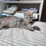 Foto del gato perdido en Toulouse