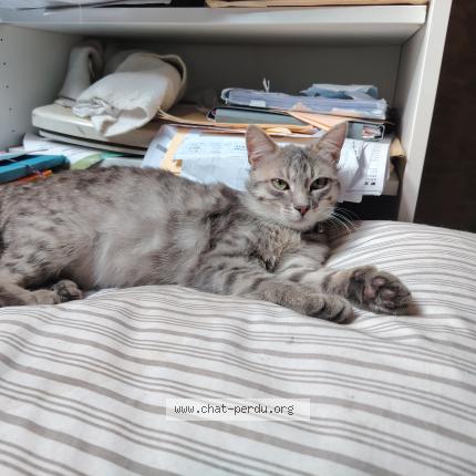 Foto 1/1 GRISOU Chat perdido en Toulouse