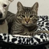 Foto del gato perdido en La Trinite