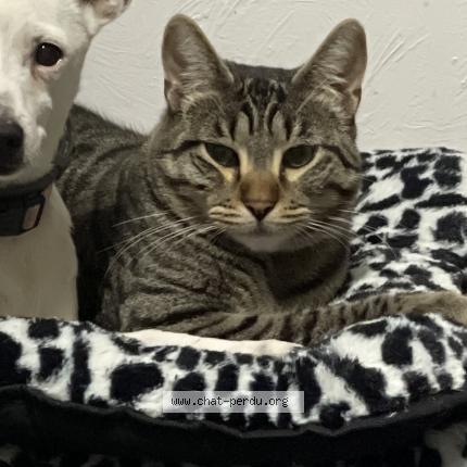 Foto 1/1 Simba Chat perdido en La trinite