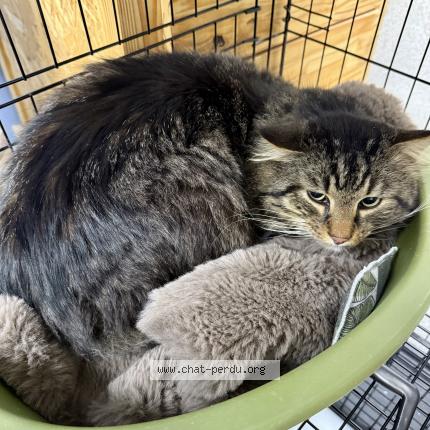 Foto 1/1 Gato encontrado Encontrado en St jean de chevelu