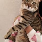 Foto del gato perdido en Ris Orangis