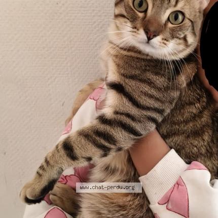 Foto 1/3 Noisette Chat perdido en Ris orangis