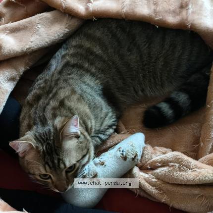 Foto 2/3 Noisette Chat perdido en Ris orangis