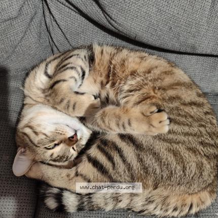 Foto 3/3 Noisette Chat perdido en Ris orangis