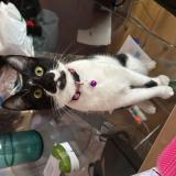 Foto del gato perdido en Marbella