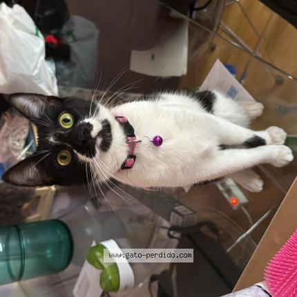 Foto 1/1 Lilith Chat perdido en Marbella