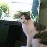 Foto del gato perdido en Schiltigheim